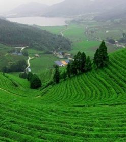 doi-che-tam-chau-bao-loc